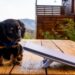 A puppy pictured next to the Starlink Mini antenna. The Starlink Mini measures 11.75 x 10.2 x 1.45 inches and is half the size of a standard Starlink antenna. (Photo/Michael Nicolls/X)